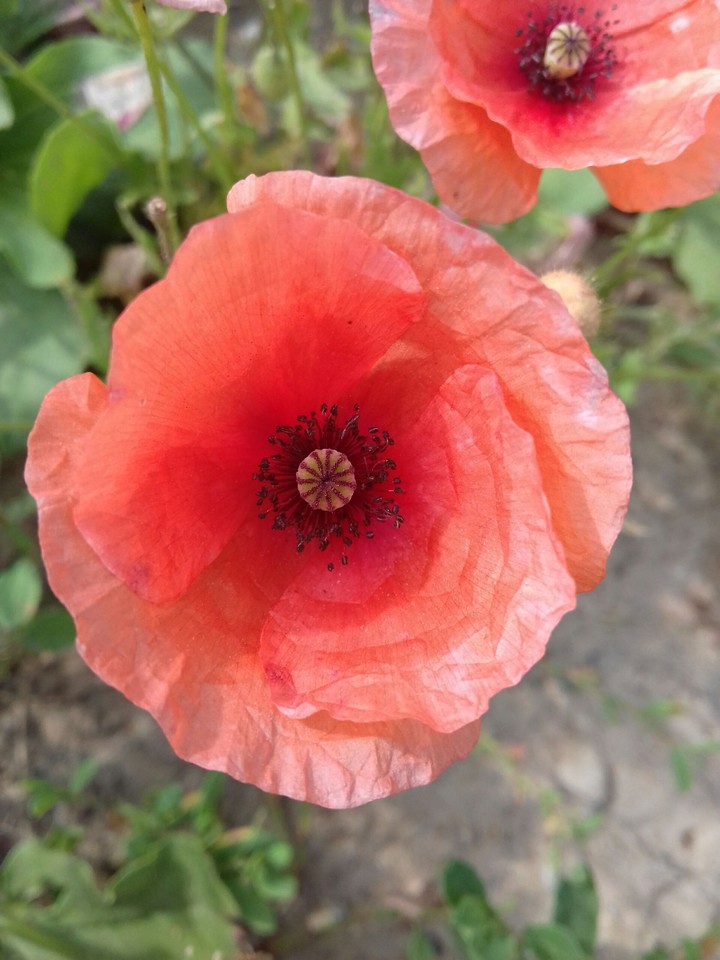 poppy
