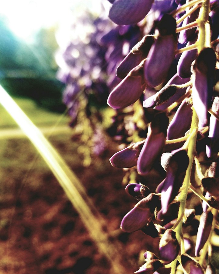 Purple Petal