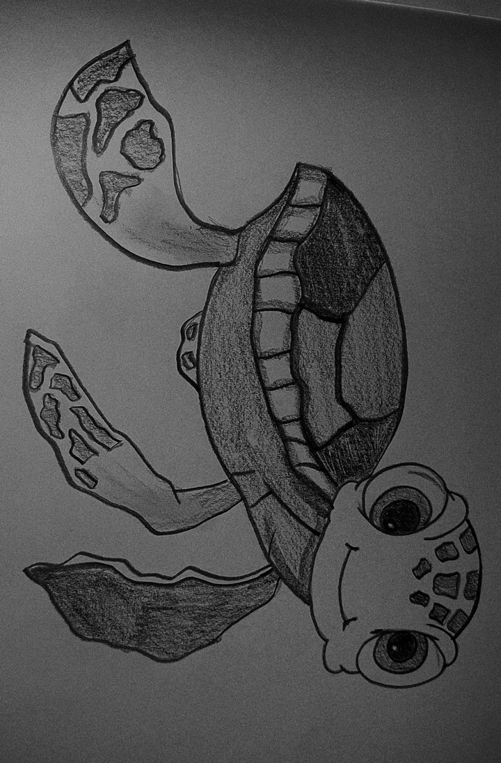 Turtle.