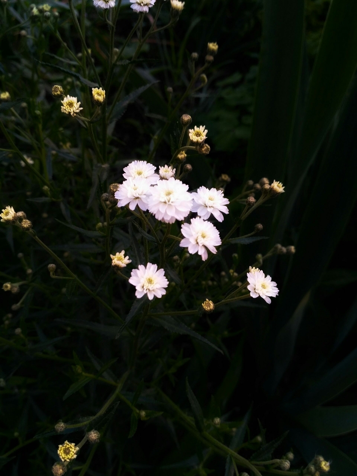 little white fairies