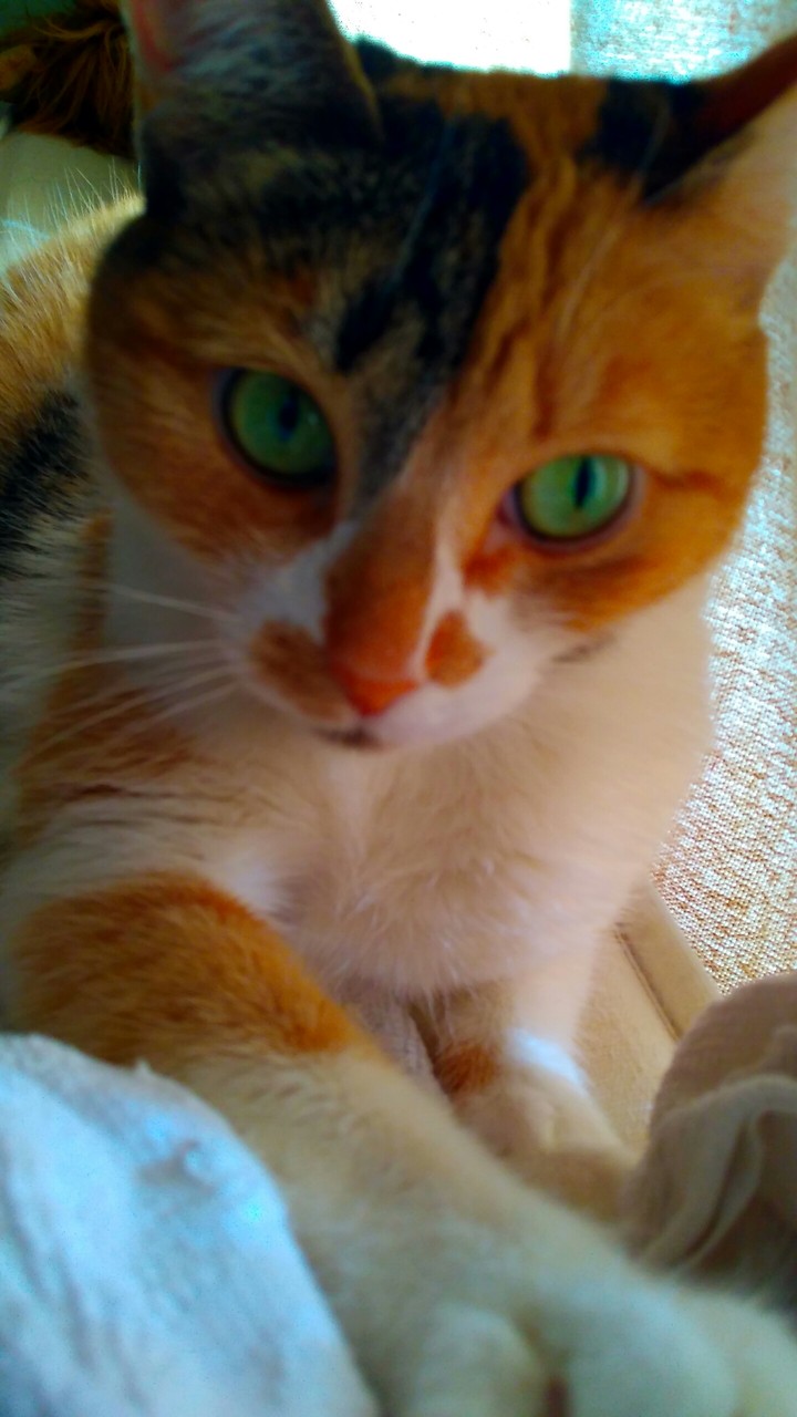 my cat