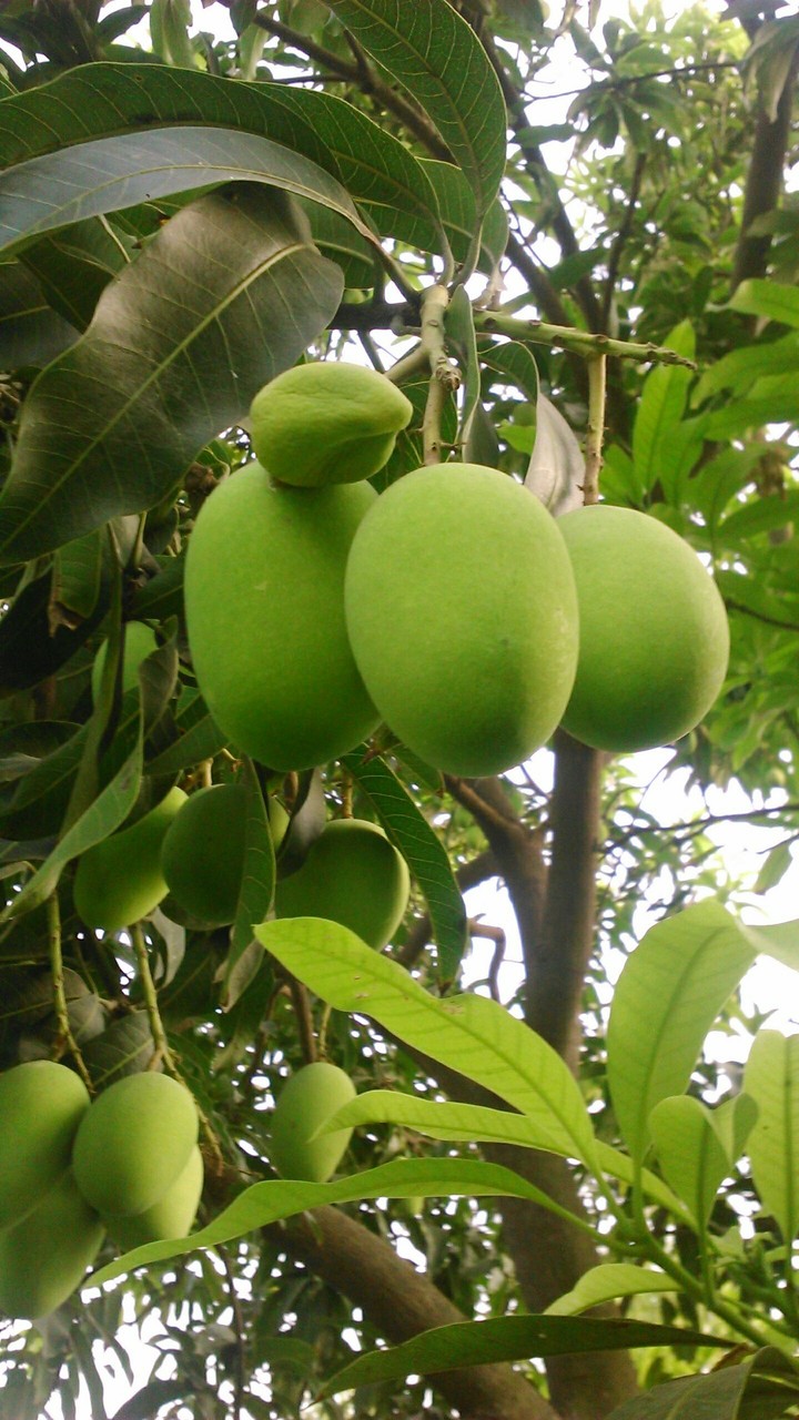 mango love