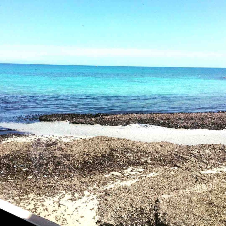 mare