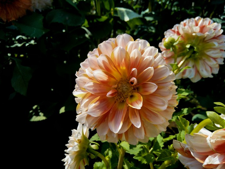 dahlia flower