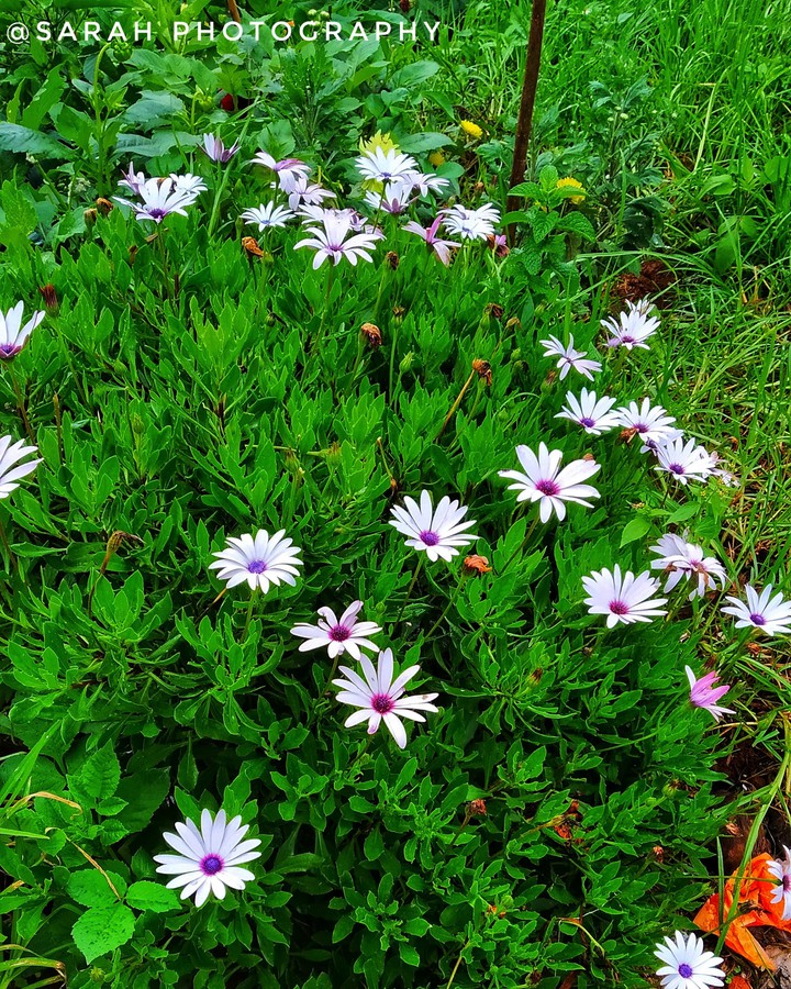bunch of flowers