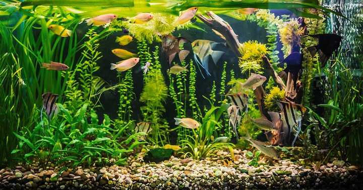 Aquarium