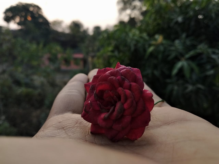 Rose ?