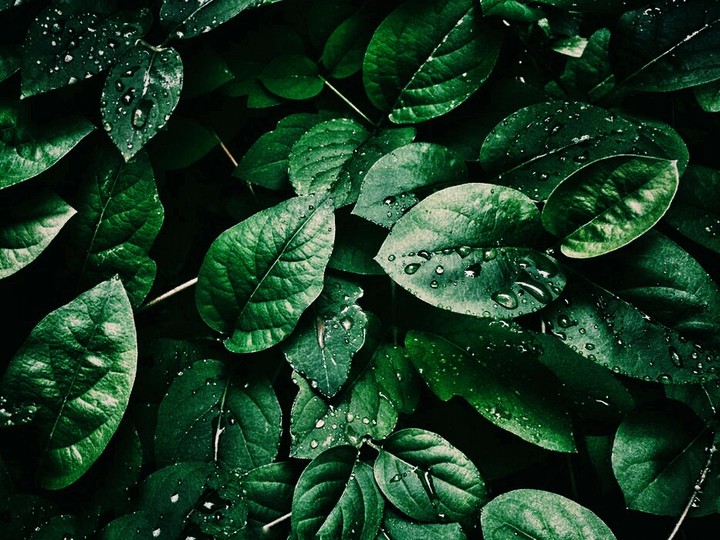 Green ♣♣