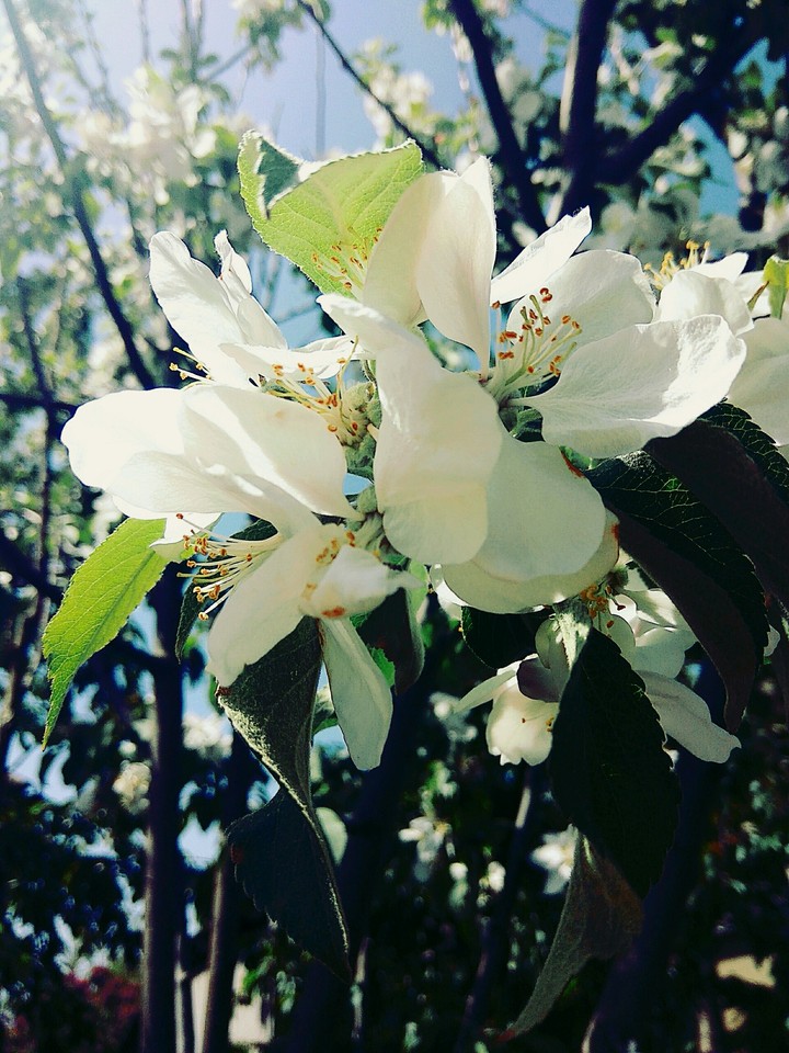 flowers