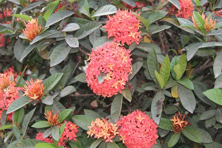 Hoa trang 2