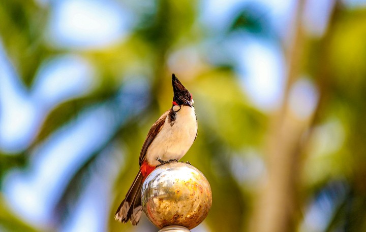 lonely bird...