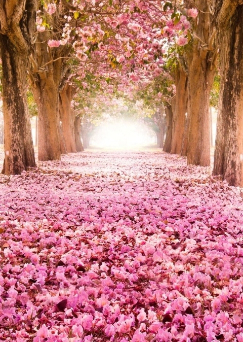 тапети branch, petal