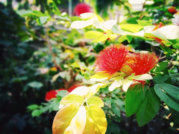Flowers...