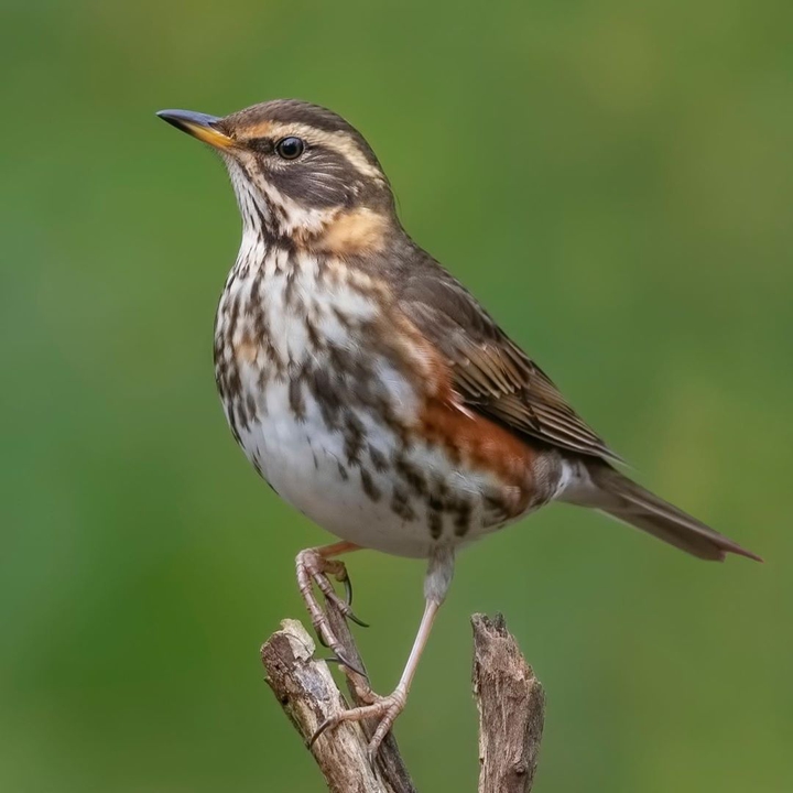 Sparrow