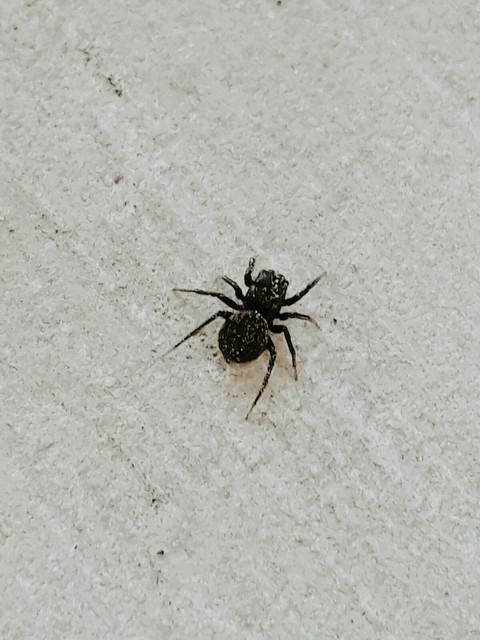 обои pest, böcek