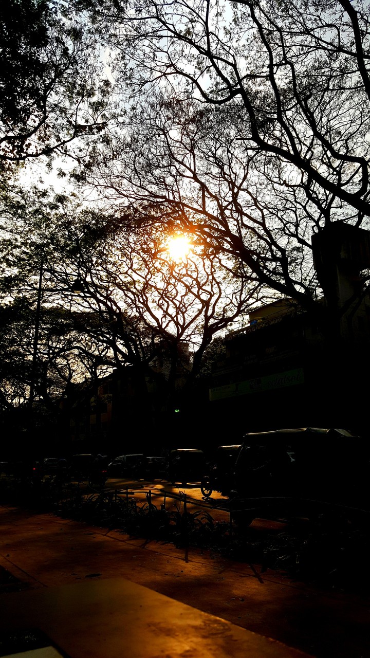 street trees
