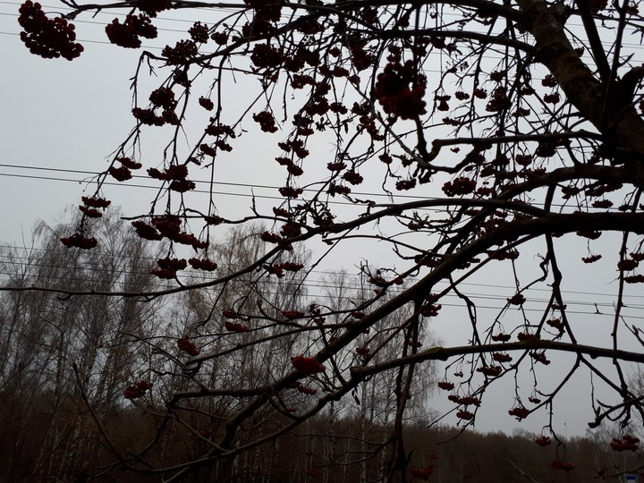 пасмурно
