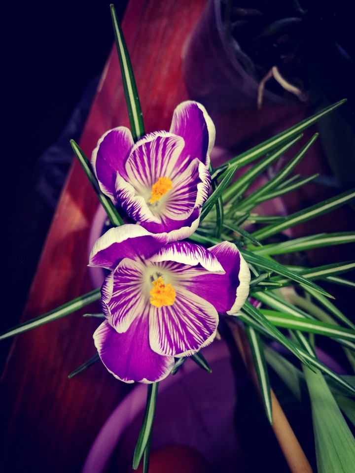 Crocus