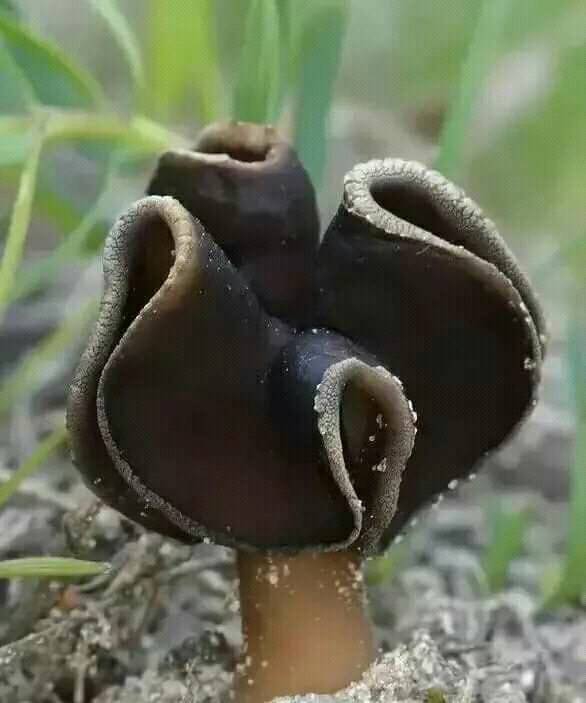 蕈菇