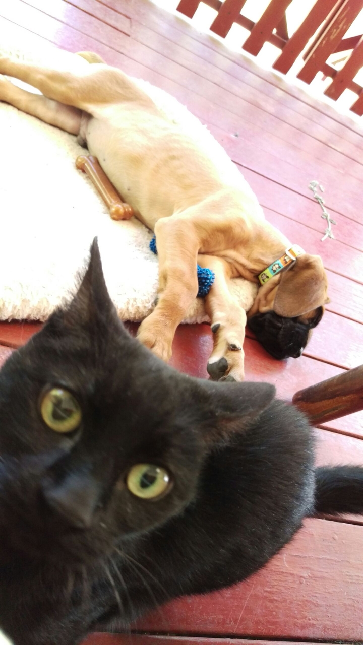 kitty photo bomb