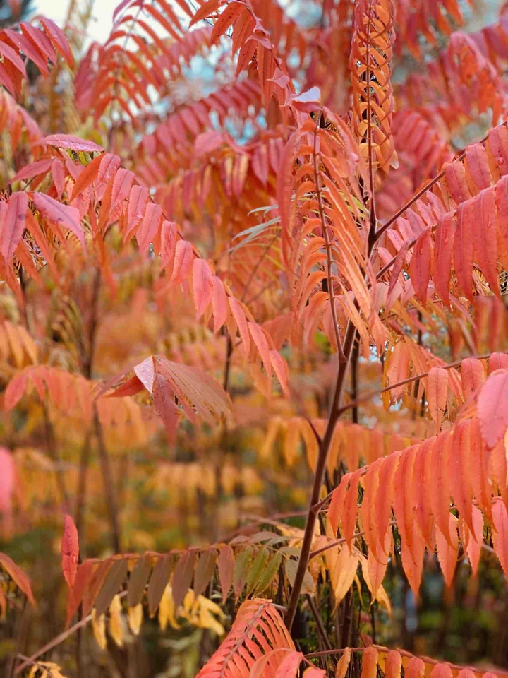 Tree on red