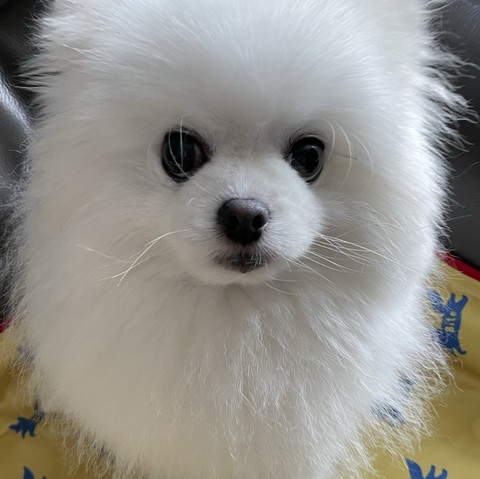 ταπετσαρίες whiskers, dog