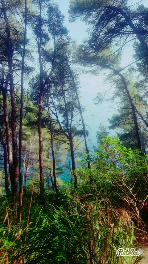 ταπετσαρίες ecosystem, forest