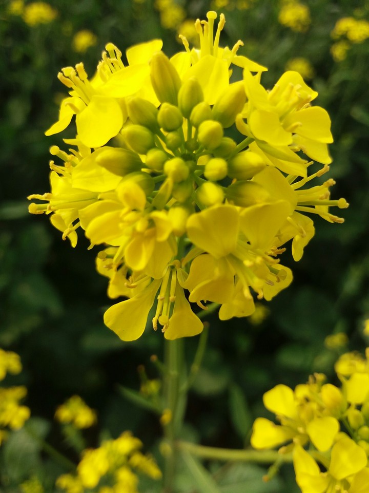 mustred flower