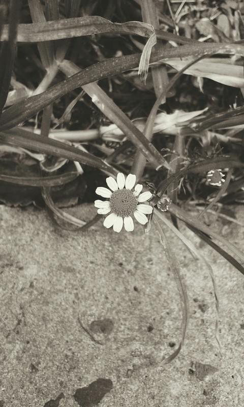 Black & White