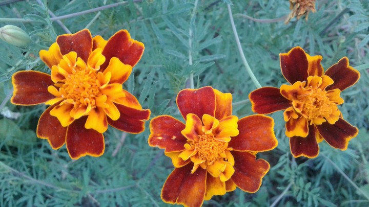 three friend flowers