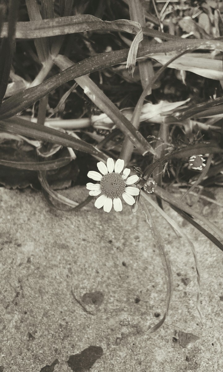 Black & White