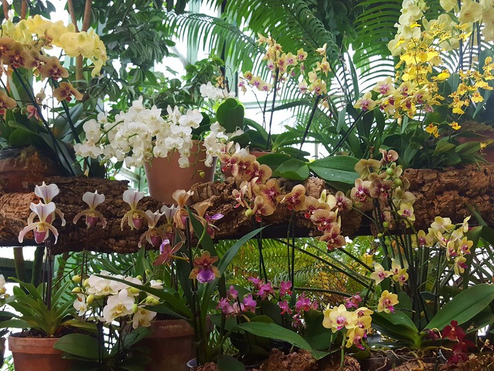 orchids