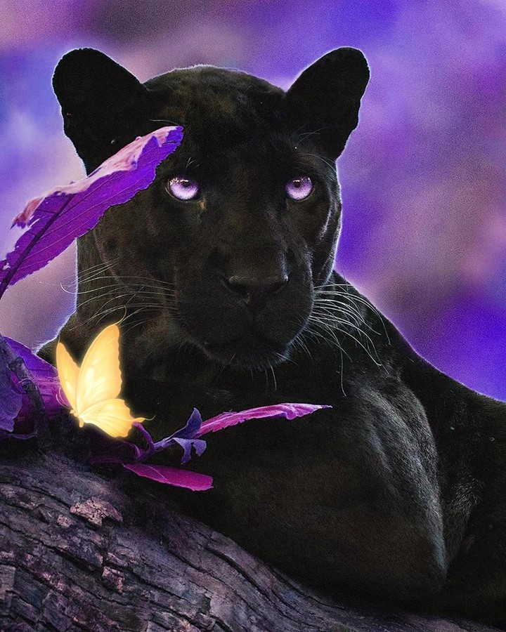 black panther