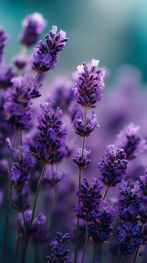 обои forb, wildflower