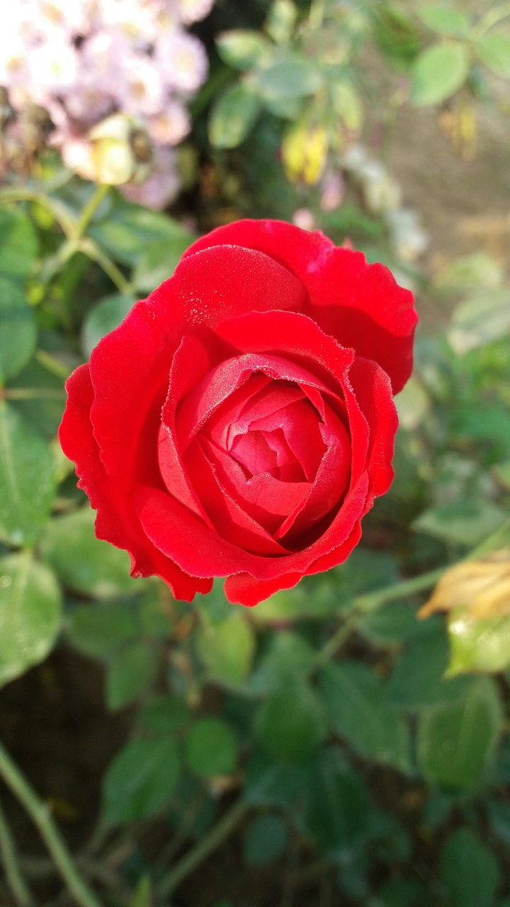 Ringa ringa roses