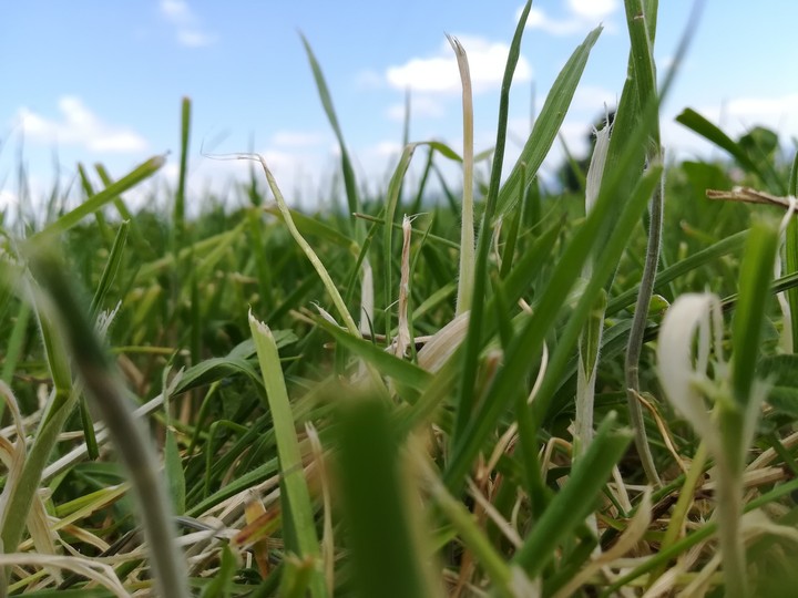 Grass