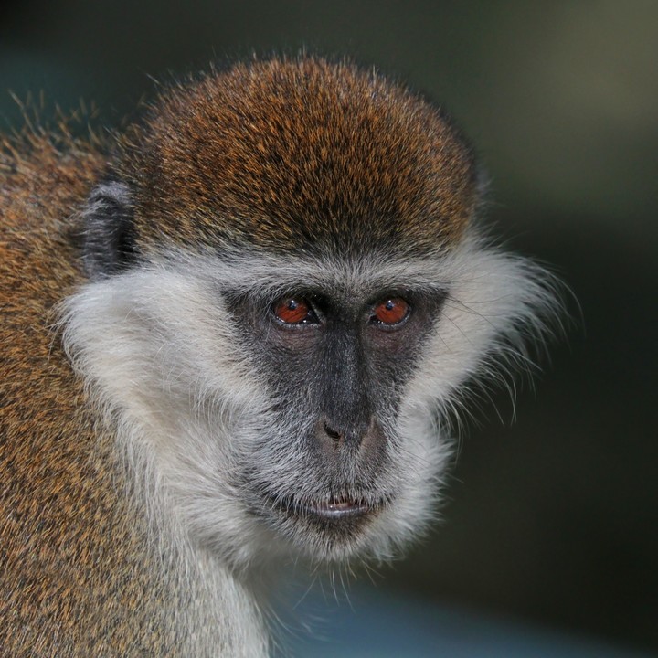 Grivet (Chlorocebus aethiops)