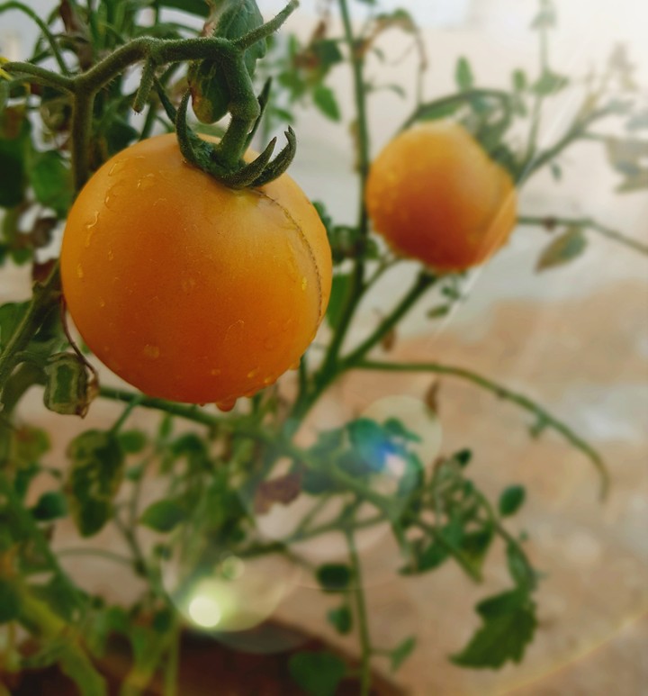 tomatoes.....