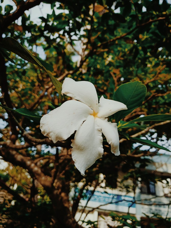 lovely flower