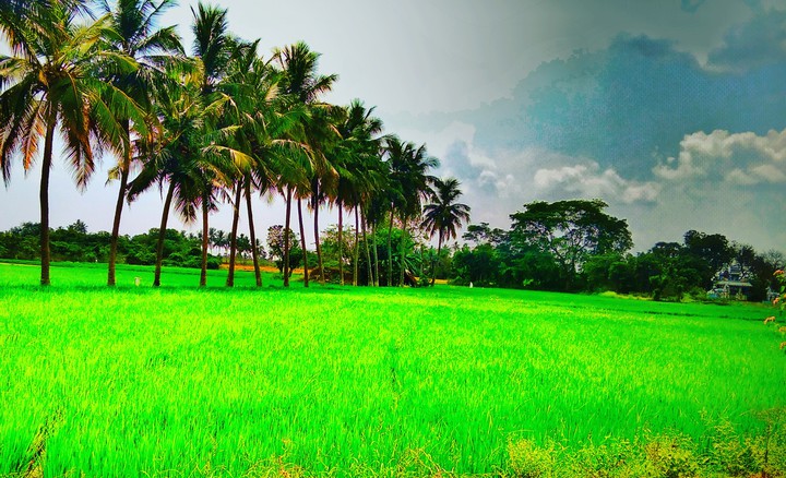 coconut.. and Rice...