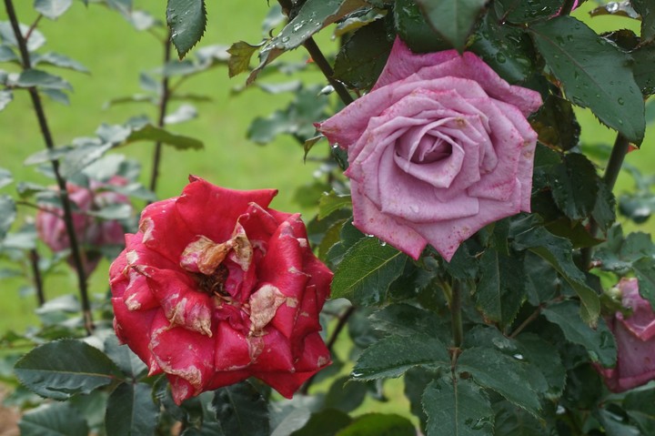 Red and Pink Roses