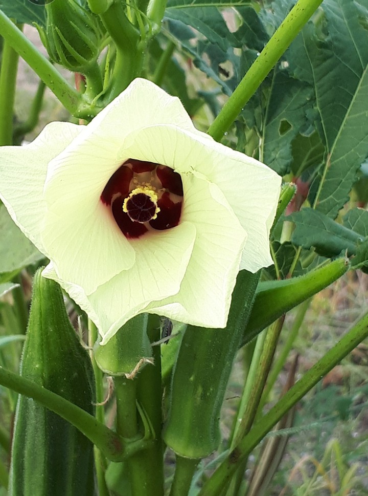 govrd flower