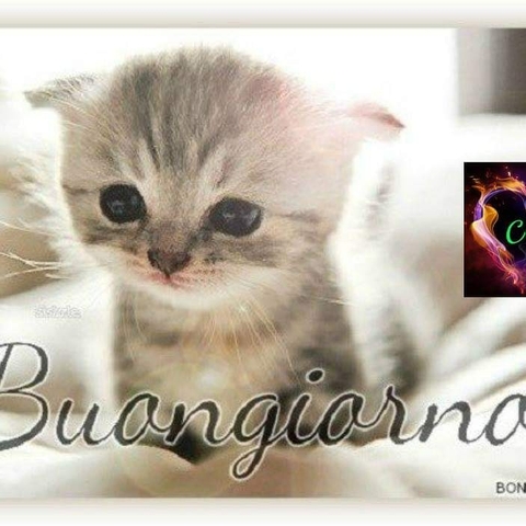 Buongiorno