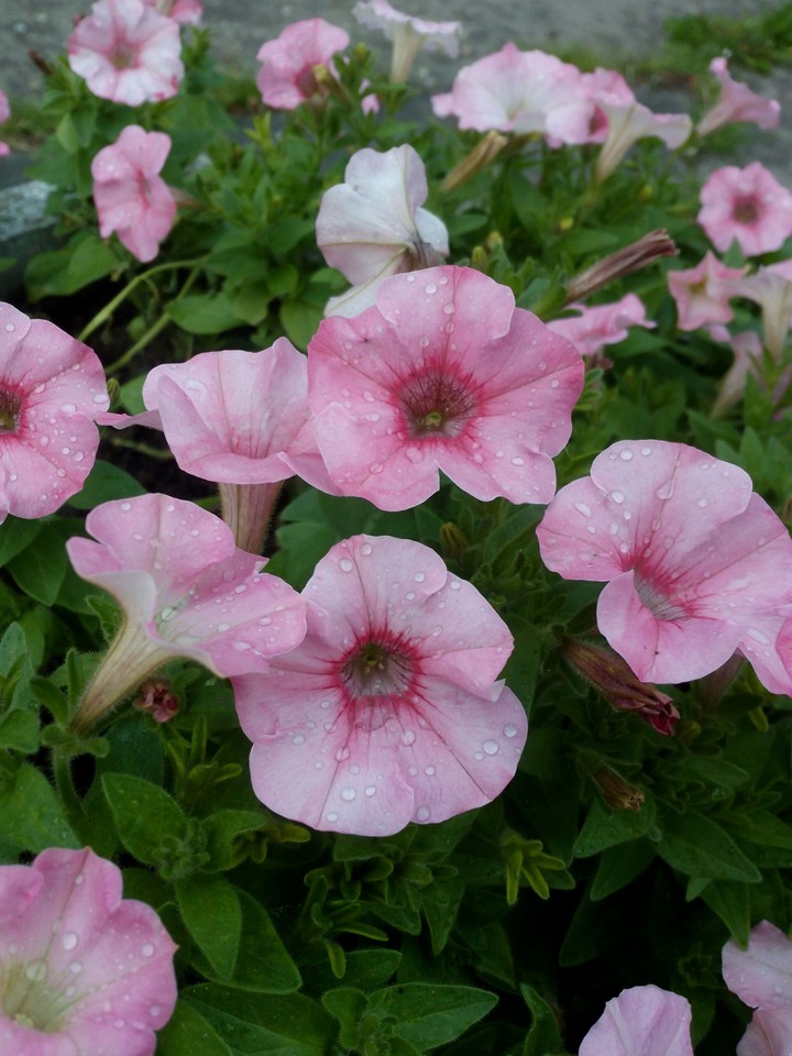 Petunia