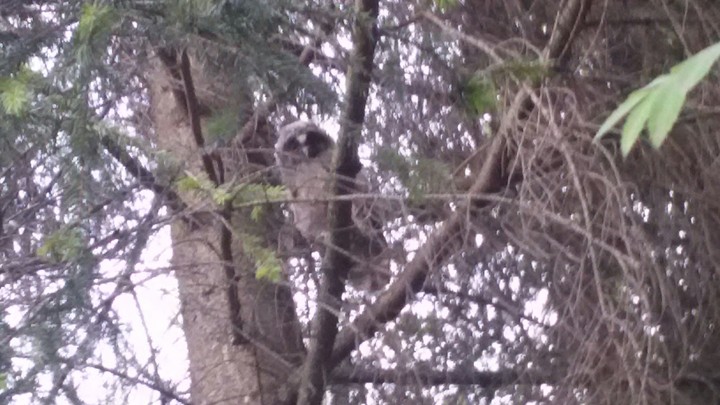 owl