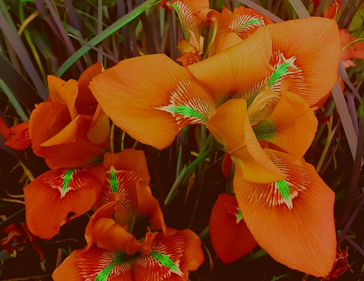 orange flowers