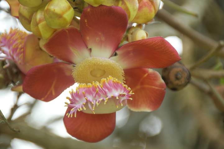 Blüte des Kanonenkugelbaumes
