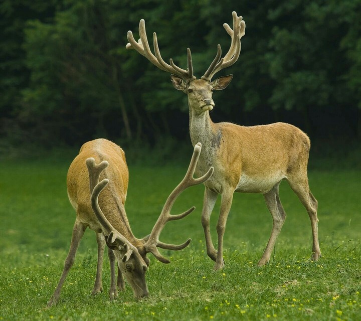 Oh deer...