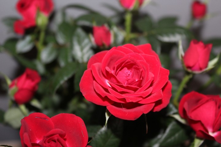 roses