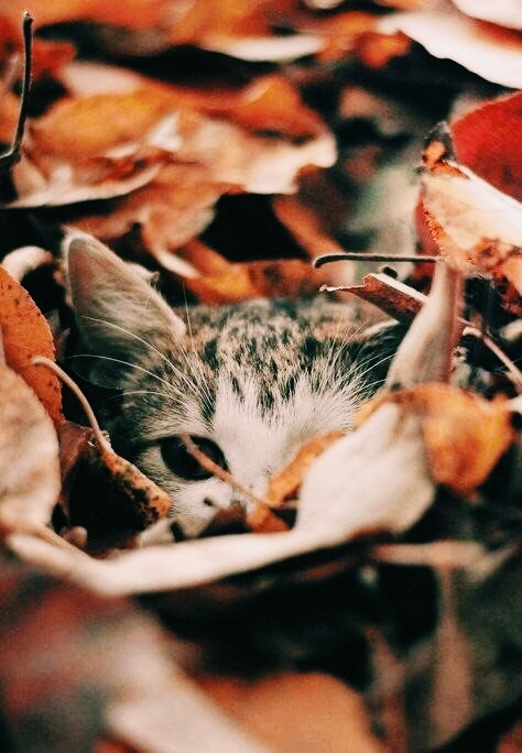 autumn